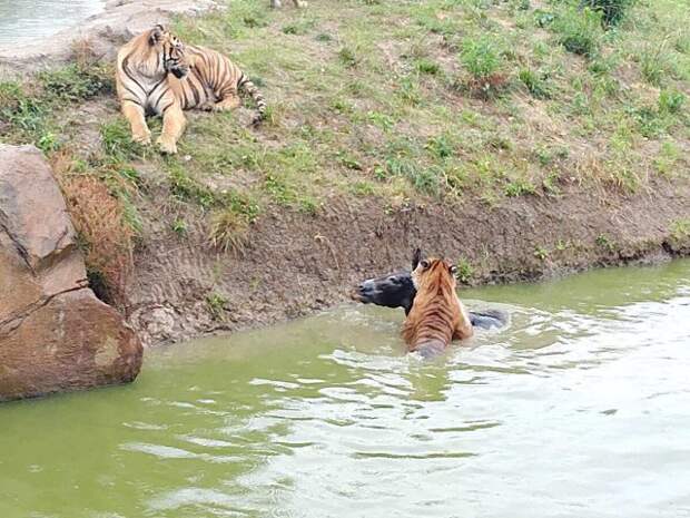 В китайском зоопарке тигров кормят живыми ослами