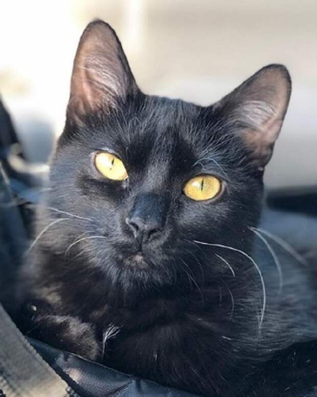 Черная кошка