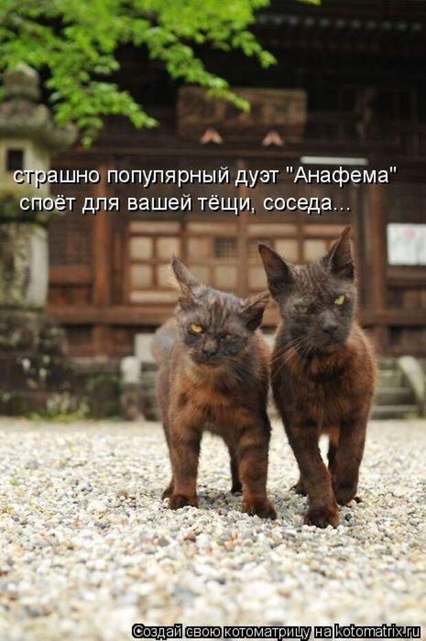 Лучшие котоматрицы недели Лучшие котоматрицы недели