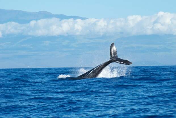В Мурманской области спасли запутавшегося в сетях кита