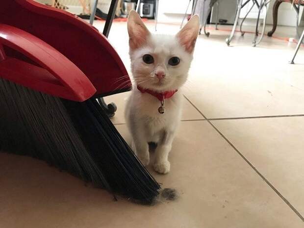 Котенок с ошейником Котенок сидит