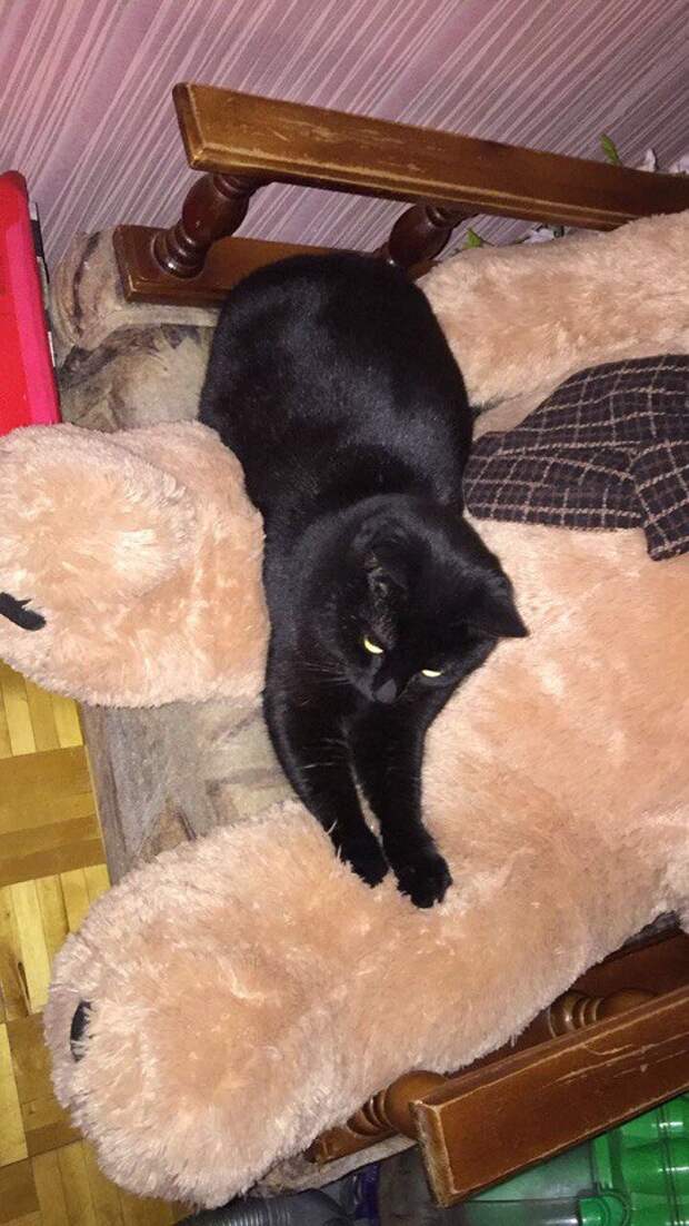 кот лежит на плюшевом медведе