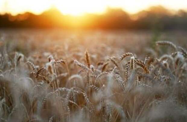 Ears of wheat are seen on sunset in a field near the village of Nedvigovka in Rostov Region, Russia July 13, 2021. Picture taken July 13, 2021. REUTERS/Sergey Pivovarov 