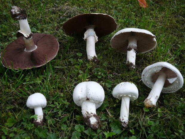 Agaricus campestris, шампиньон луговой