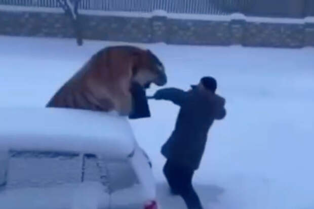 Приморцу грозит штраф за ИИ-видео с тигром