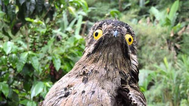 Лицо с обложки: венесуэльская птичка поту строит глазки лучше, чем звезды