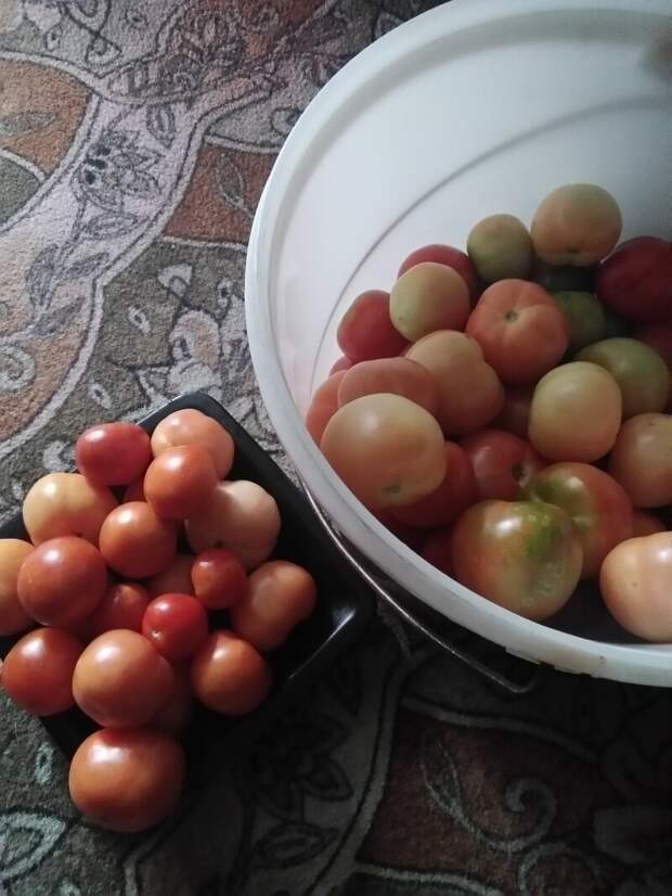 Как растут помидоры в Подмосковье на 6-ти сотках 6 соток, парник, помидоры