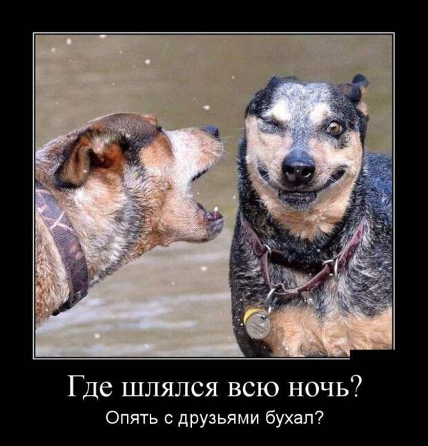 Демотиваторы