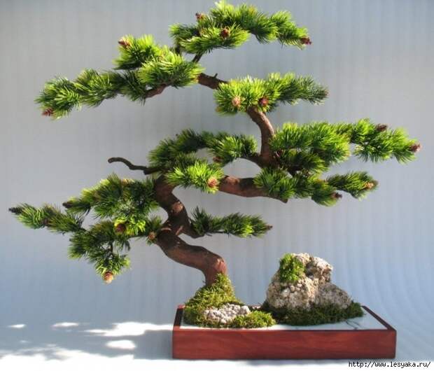 3925073_bonsai2_1_ (700x599, 215Kb)