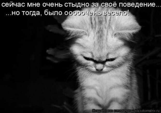 Милая котоматрица