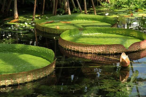 Amazonas13 Amazonas13 Большое фотопутешествие по лесам Амазонки