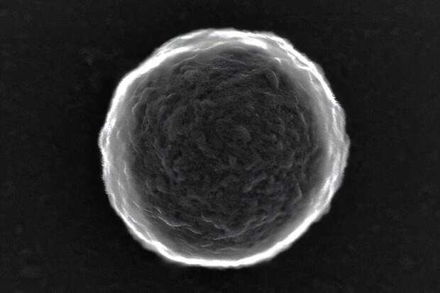 Nature: созданы самонаводящиеся микроботы для доставки лекарств к опухолям