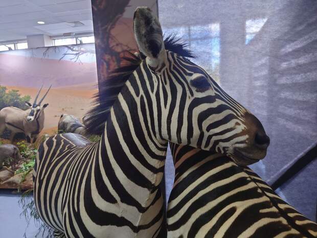 Саванная зебра из Танзании стала экспонатом на Трофейной выставки в Екатеринбурге