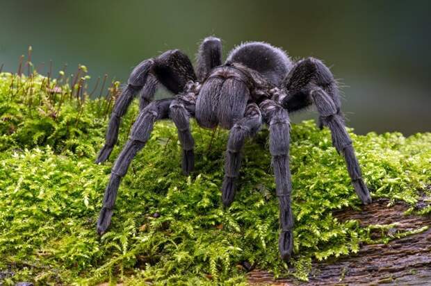 Отчего многие так боятся пауков арахнофобия, исследование, паук, почемучка, страх, терапия