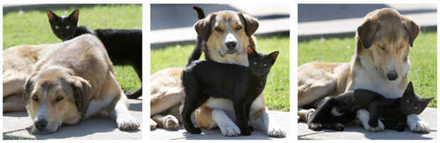 Черная кошка и собака
