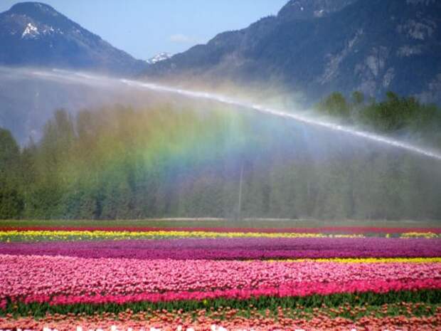 Цветущие тюльпаны (33 фото)