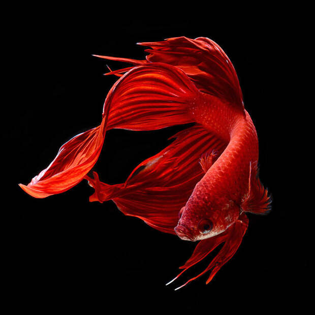 Фотограф снимает аквариумных рыбок, как никто другой