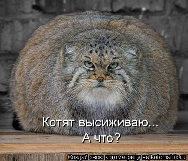 Лучшие котоматрицы недели (50 фото) Лучшие котоматрицы недели (50 фото)