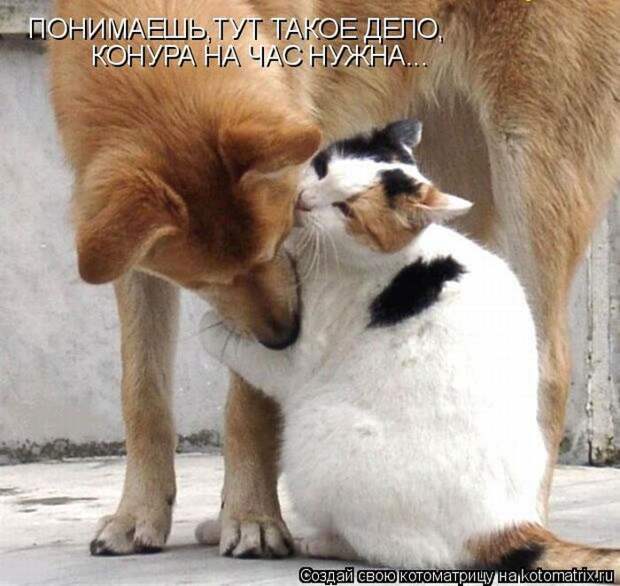 Лучшие котоматрицы недели (50 фото) Лучшие котоматрицы недели (50 фото)
