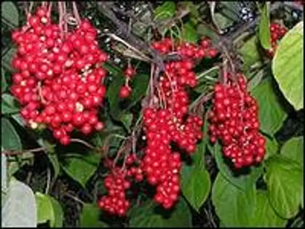 Лимонник Дальневосточный Семена Купить