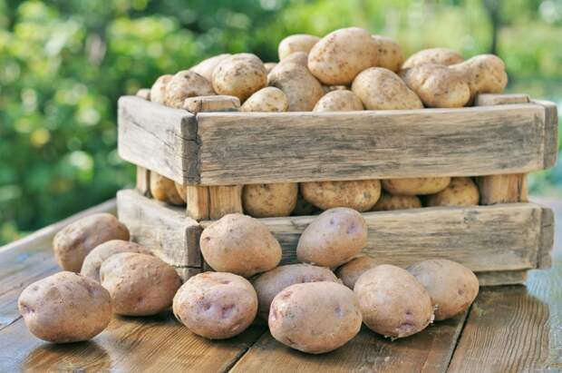 хранить картофель зимой