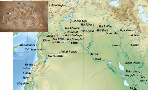 Палеогенетики обнаружили в Сирии древнейших гибридных животных