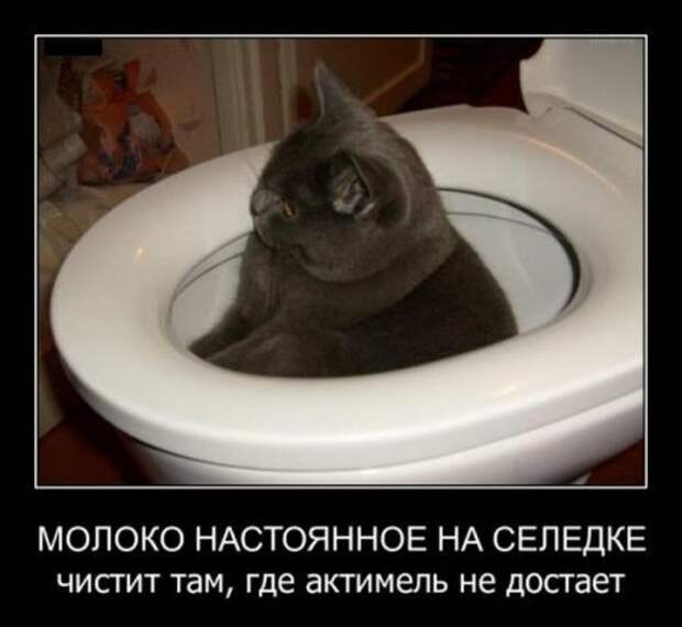Демотиваторы-приколы (16 шт)