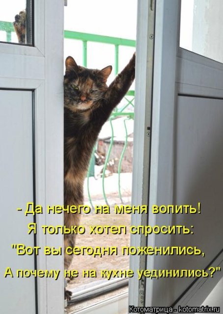 Лучшая котоматрица недели (30 фото)