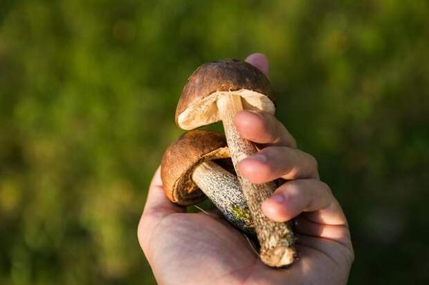 Одно из главных правил безопасности: берите только те грибы, в которых уверены