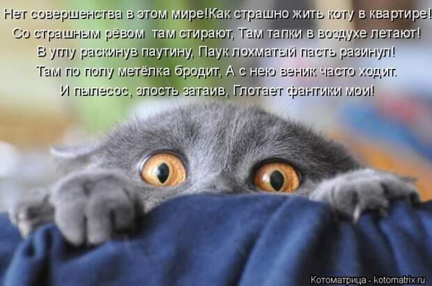 Лучшие котоматрицы недели