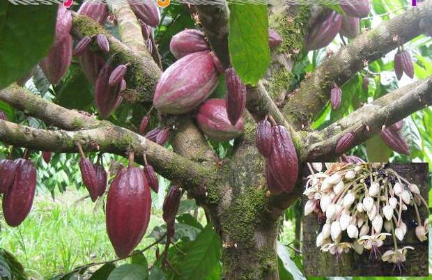 Плантации какао деревьев