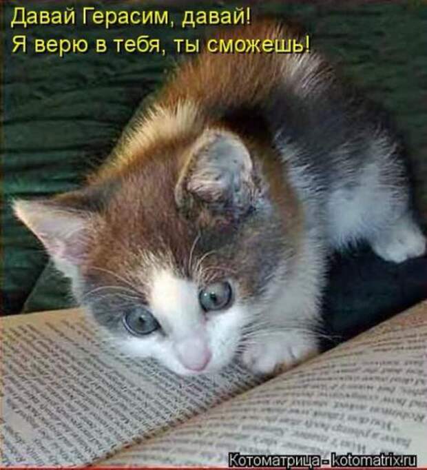 Котоматрицы (картинки с надписями)