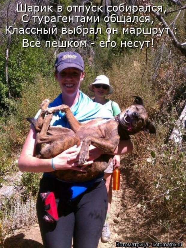 Лучшие котоматрицы недели Лучшие котоматрицы недели