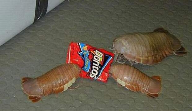 Чудаки вокруг нас (25 фото)