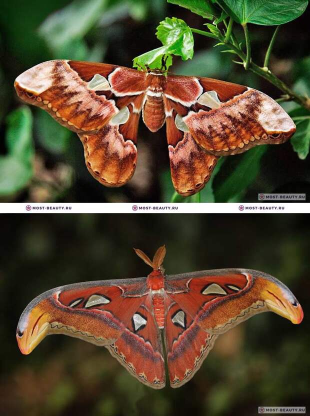 Самые красивые бабочки: Павлиноглазка Атлас / Attacus atlas