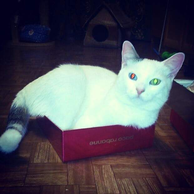 котёнок в доме