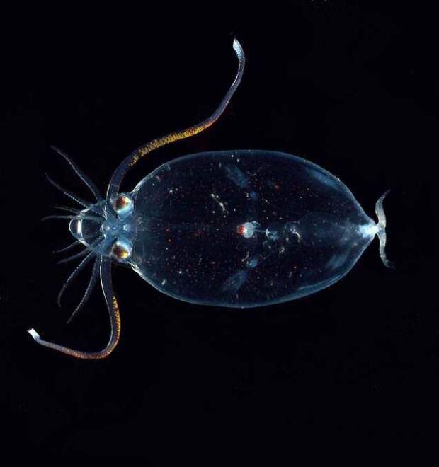 Морские существа, похожие на инопланетные формы жизни Морские существа, похожие на инопланетные формы жизни инопланетяне, море, рыбы, существа