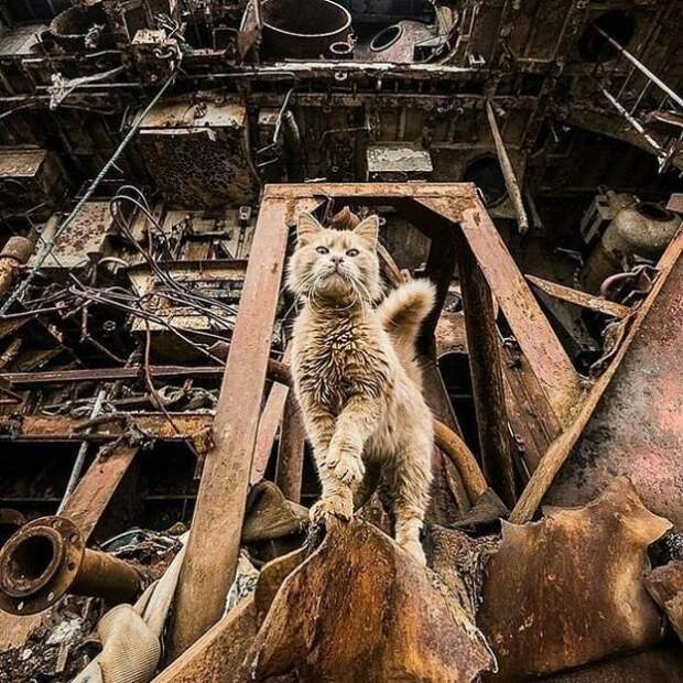 картиночки тут