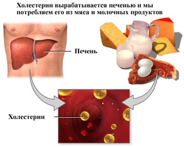 Всегда ли стоит ли бояться «повышенного холестерина»?