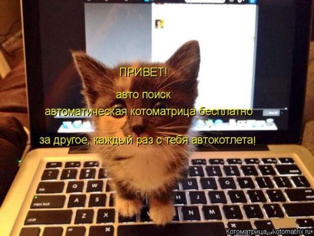 Лучшие котоматрицы недели (50 фото)