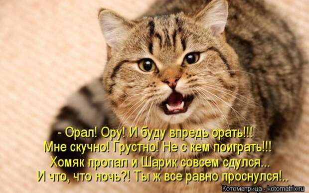 Лучшие котоматрицы недели Лучшие котоматрицы недели