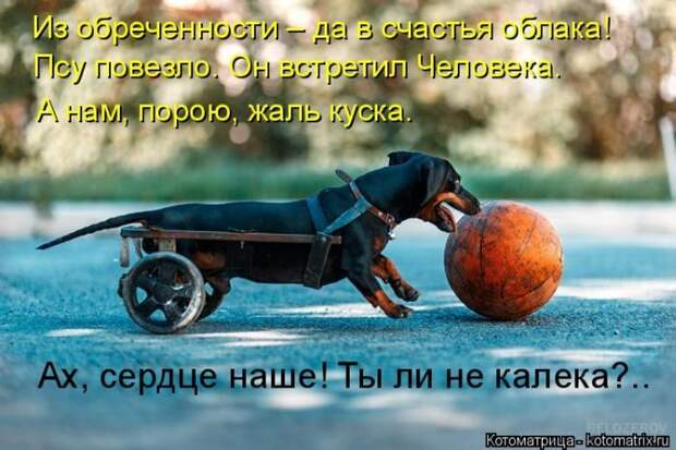 Лучшие котоматрицы недели
