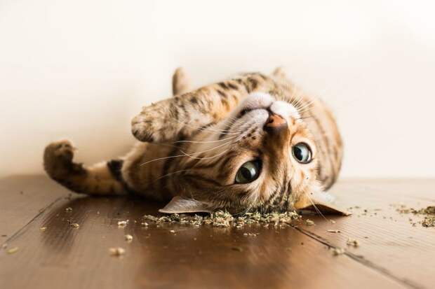Коты и кошачья мята: вы еще не знаете, что такое кайф! животные, забавно, коты, кошачья мята, кошки, мило, смешно, фотоподборка