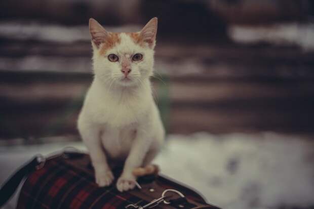 Двухмесячный котенок выживал в запертом доме без отопления и воды в полном одиночестве кот, котенок, рыжий котенок