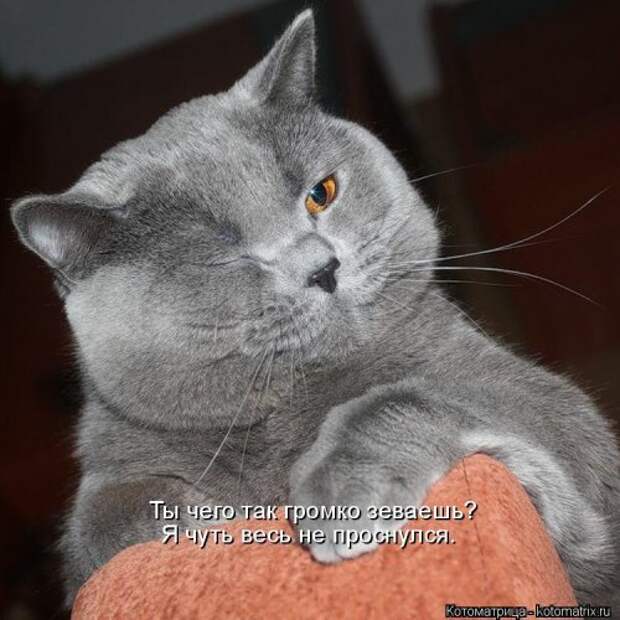 Лучшая котоматрица на Бугаге (29 шт)