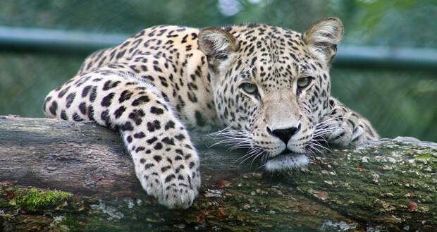 «Земля леопарда» показала самую занятую самку пятнистой кошки