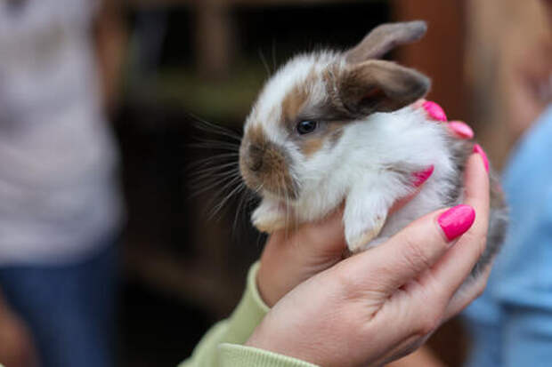 Учёные нашли необычный способ лечить раны - с помощью кожи кролика