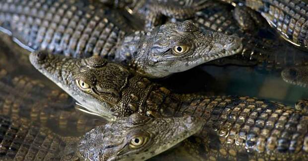 Детеныши нильского крокодила