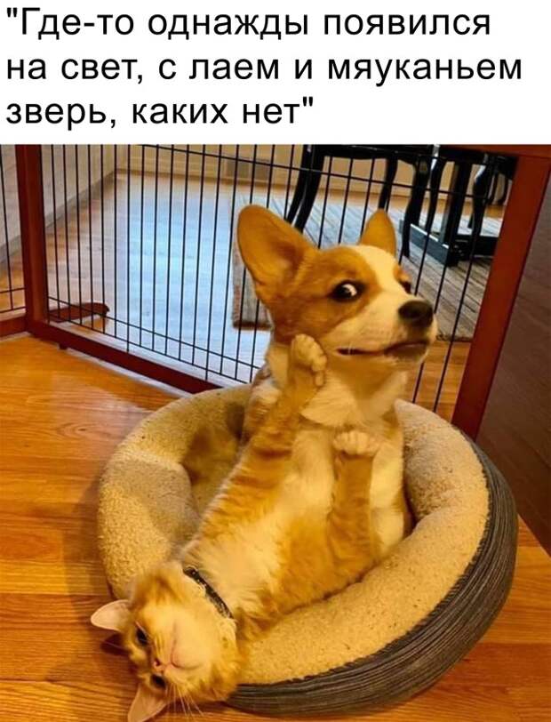 Смешные фото 16 февраля 2021 года