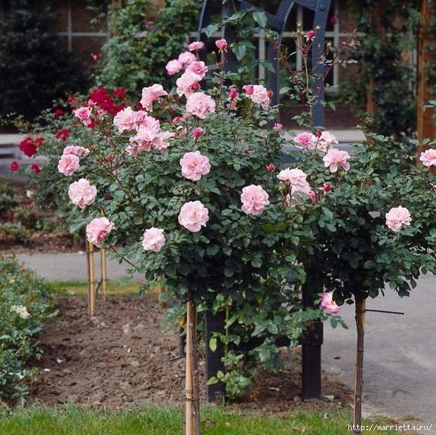 Выращивание из черенков кустов роз (12) (621x620, 287Kb)